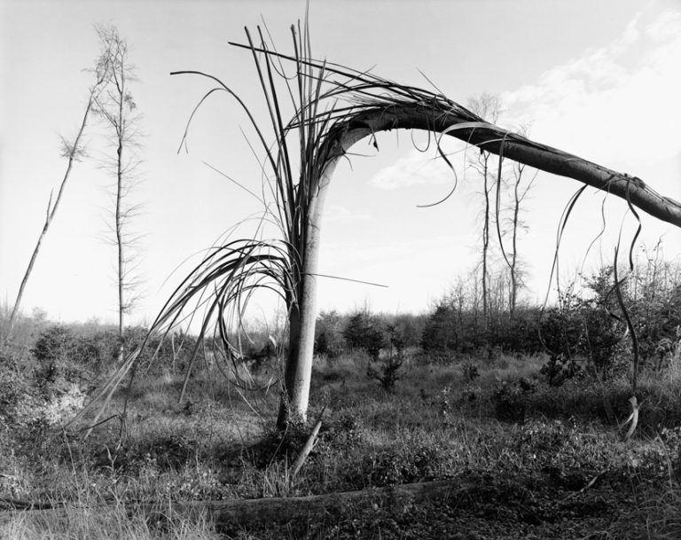 2013, Forêt de Compiègne