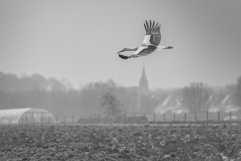 2016, Marais audomarois, Saint-Omer