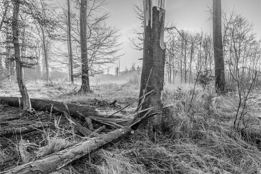 Au-fil-du-Temps-2021-Foret-de-Compiègne